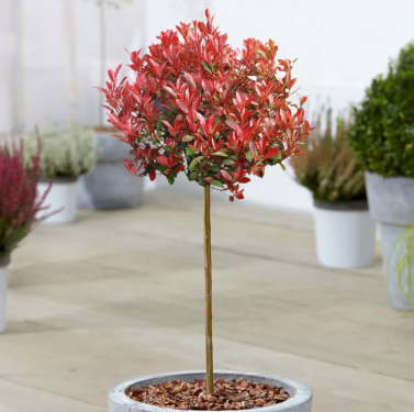 Törzses Photinia x fraseri - Törzses Korallberkenye