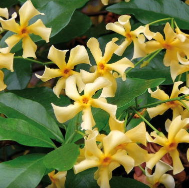 Trachelospermum jasminoides 'Star of Toscane' - Csillagjázmin