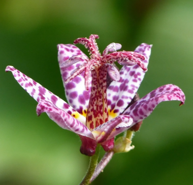 Tricytris Formosana - Tajvani Púpliliom