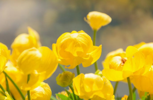 Trollius europaeus - Zergeboglár