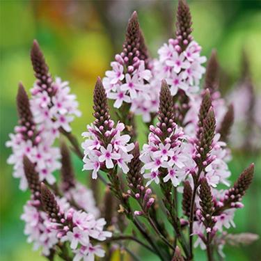 Verbena hastata - Lándzsa levelű Verbena