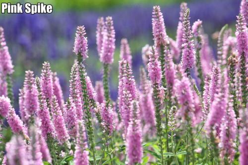 Veronica longifolia - Hosszúlevelű veronika