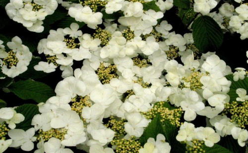 Viburnum plicatum MARIESII GREATSTAR