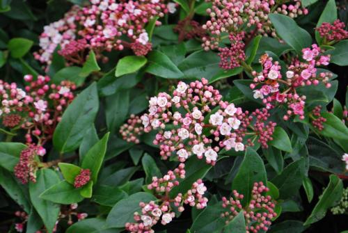 Viburnum tinus EVE PRICE - Örökzöld bangita