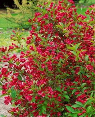 Weigela ALL SUMMER RED