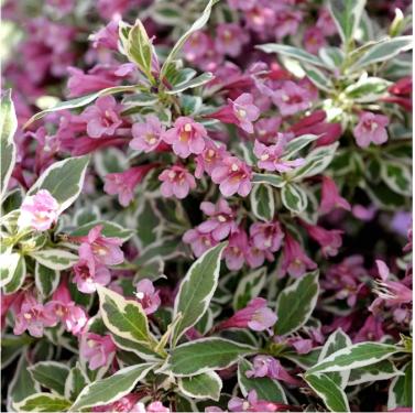 Weigela florida MONET