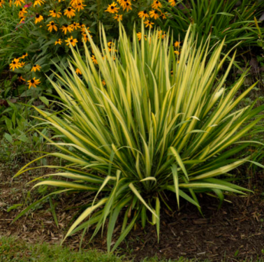 Yucca filamentosa - Pálmaliliom