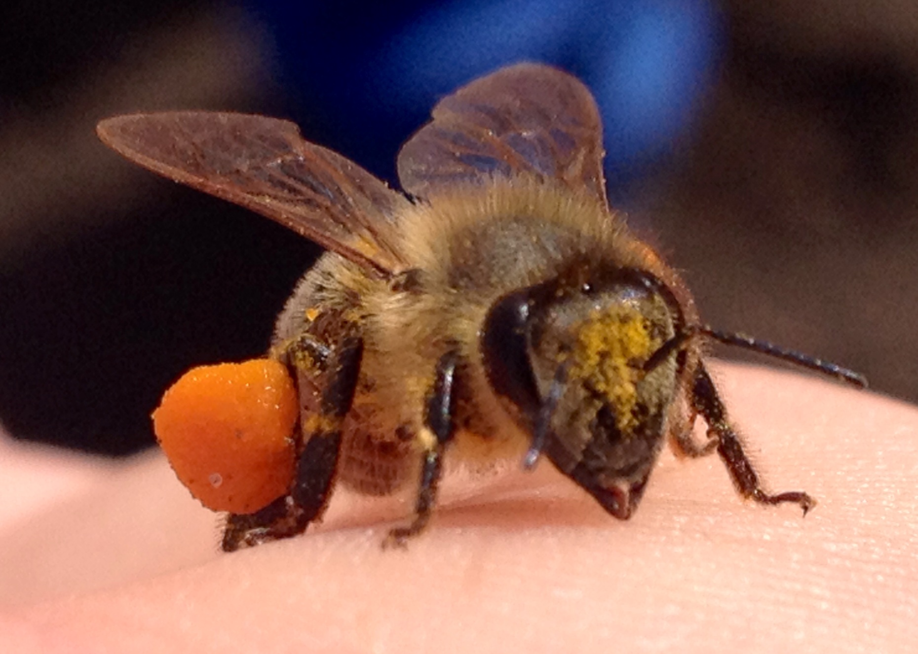 Bertók Méhészet